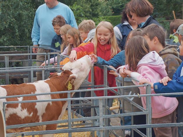 Das Kalb schleckt uns ab