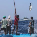 Nachhaltige Fischerei: Ein Bild von einem Fisch. Bonito, der gerade aus dem Meer gezogen wird