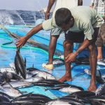 Nachhaltiger Fisch: Kein Beifang, dies ist eine der Voraussetzungen für das blaue Umweltsiegel