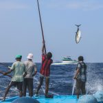 Nachhaltiger Fischfang: Ein Bild von einem Fisch. Bonito, der gerade aus dem Meer gezogen wird