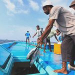 Nachhaltige Fischerei: Gefangen werden Echte Bonitos, auch Skipjacks genannt. Die Filets werden eingelegt auch nach Deutschland exportiert