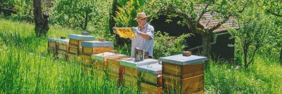 Der Imker betrachtet die Bienen in der Wabe