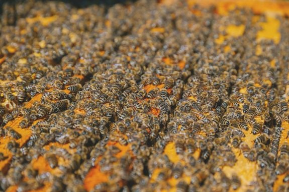 Bienen auf der Bienenwabe