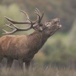 Heimische Tiere – Hirsch Brunft