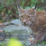 Heimische Tiere –Luchs
