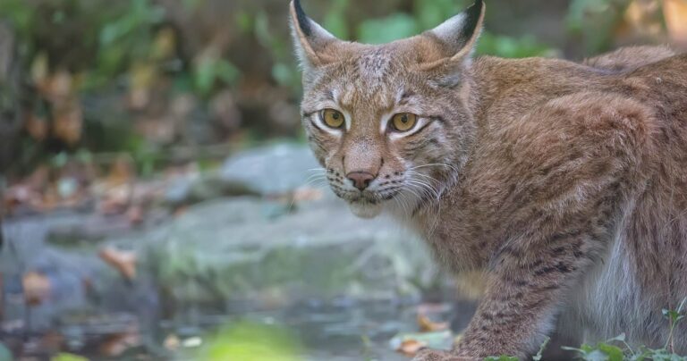 Luchs