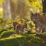 Heimische Tiere – Luchs Familie