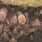 Heimische Tiere – Fledermaushöhle