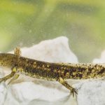 Heimische Tiere – Feuersalamander Larve