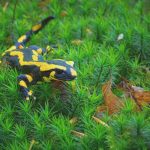Heimische Tiere – Feuersalamander