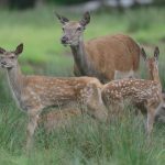 Heimische Tiere – Hirschkuh mir Kälbchen