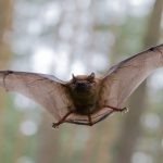 Heimische Tiere – Fledermaus