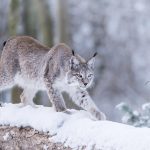 Heimische Tiere – Luchs im Winter