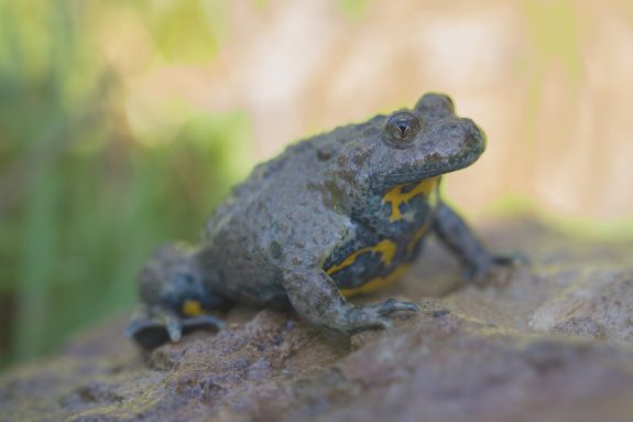 Naturschutz Gelbbauchunke