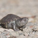 Heimische Tiere – Frisch geschlüpfte Sumpfschildkröte