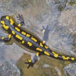 Heimische Tiere – Feuersalamander Lebensraum