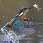 Heimische Tiere – Eisvogel mit Fisch