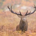 Heimische Tiere – Hirsch