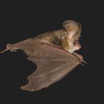 Heimische Tiere – Fledermaus fliegt bei Nacht