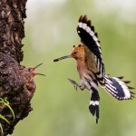 Heimische Tiere – Wiedehopf füttert