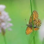 Schmetterling