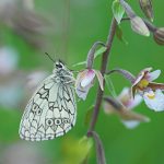 Schmetterling