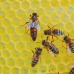 Heimische Tiere – Bienenkönigin