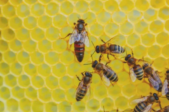 Die Bienenkönigin mit ihren Arbeiterbienen in der Wabe