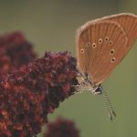 Heimische Tiere – Dunkler Ameisenblaeuling