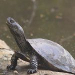 Heimische Tiere – Sumpfschildkröte