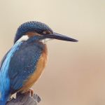 Heimische Tiere – Eisvogel