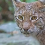 Heimische Tiere – Luchs