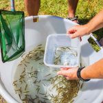 Fischbesatzaktion20170706