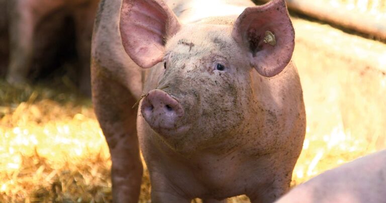 Schwein auf dem Hofglück-Schweinehof