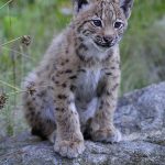 Babyluchs auf einem Felsen