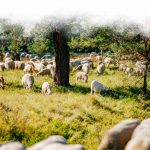 Die Schafe auf der Weide