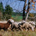 Die Lämmer mit den Mutterschafen auf der Weide
