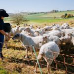 Schäferin Kerstin füttert die Schafe mit dem eigens angebauten Getreide