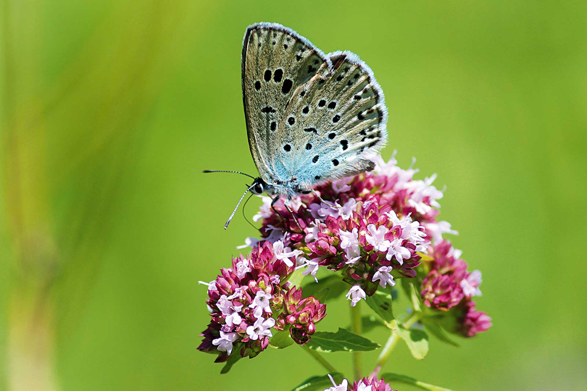 Wunder der Natur: Seltene Schmetterlinge aus unserer Region - #zukunftleben