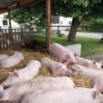 Schweine auf dem Hofglück-Schweinehof