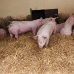 Schweine auf dem Hofglück-Schweinehof