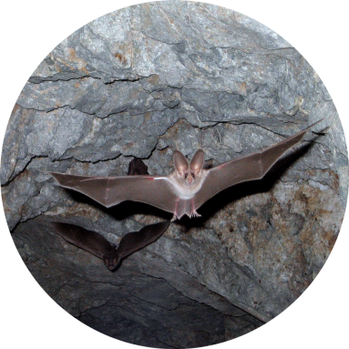 Tiere in der Falkensteiner Höhle