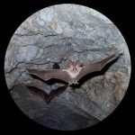Tiere in der Falkensteiner Höhle