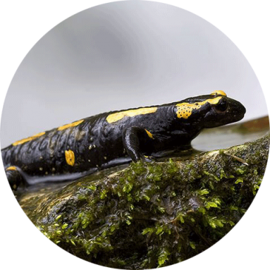 Tiere in der Falkensteiner Höhle