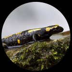 Tiere in der Falkensteiner Höhle
