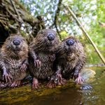 Gruppenbild - drei Biber nebeneinander
