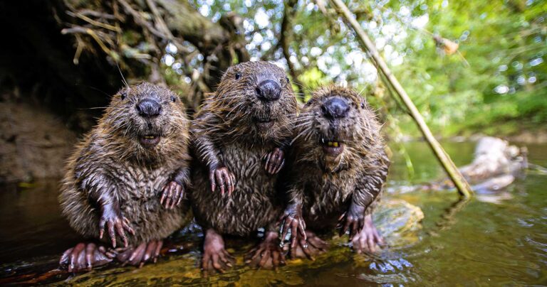 Gruppenbild - drei Biber nebeneinander