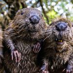Gruppenbild - drei Biber nebeneinander