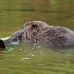 Zwei Biber im Wasser
