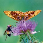 Schmetterling und Biene ernähren sich an einer Blüte
